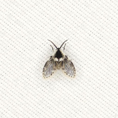 Lepiseodina conspicua