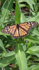 Danaus plexippus
