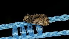 Chytonix palliatricula