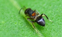 Encyrtus