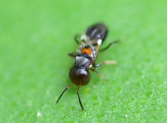 Encyrtus