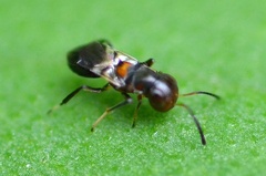 Encyrtus