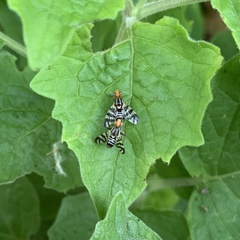 Rhagoletis striatella