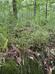 Oryzopsis asperifolia