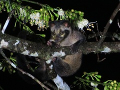 Paradoxurus philippinensis