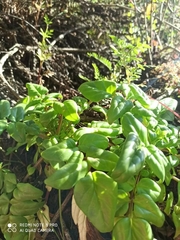 Valeriana pyramidalis