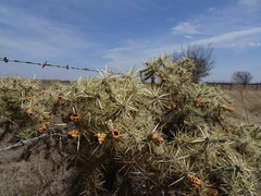Cylindropuntia davisii