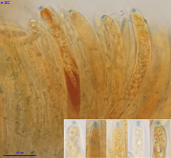 Phaeohelotium fulvidulum