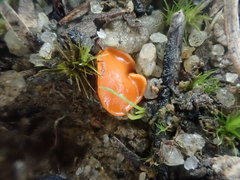 Pulvinula cinnabarina