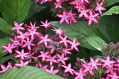 Melissodes communis communis