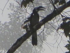 Anorrhinus galeritus