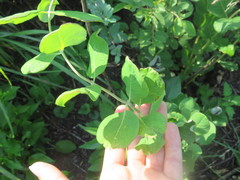 Lonicera reticulata