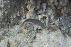 Pseudochromis marshallensis