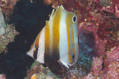 Coradion melanopus