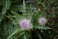 Cirsium nivale