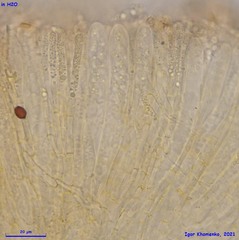 Phaeohelotium fulvidulum