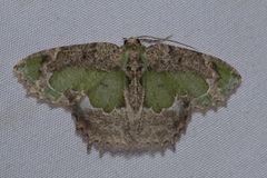 Eucyclodes discipennata