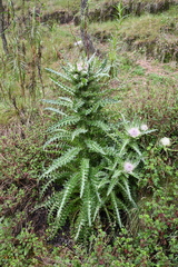 Cirsium nivale