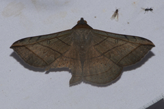 Entomogramma fautrix