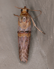 Hypargyria slossonella