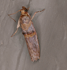 Hypargyria slossonella