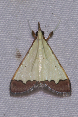 Autocharis hedyphaes