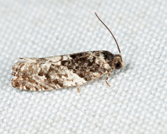 Gypsonoma adjuncta