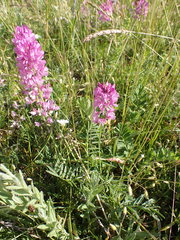 Astragalus versicolor