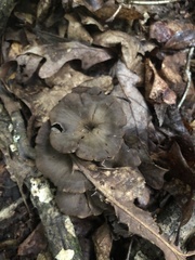 Craterellus foetidus