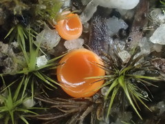 Pulvinula cinnabarina