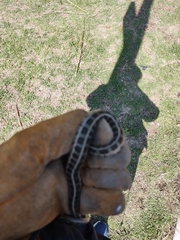 Thamnophis scaliger