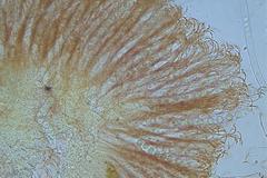 Pulvinula cinnabarina