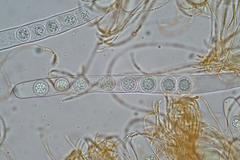 Pulvinula cinnabarina