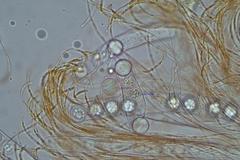 Pulvinula cinnabarina