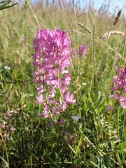 Astragalus versicolor