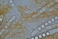 Pulvinula cinnabarina