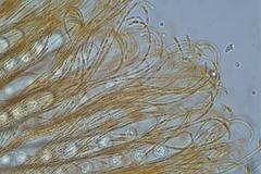 Pulvinula cinnabarina