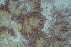 Pulvinula cinnabarina