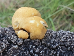 Gymnopilus allantopus