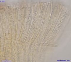 Phaeohelotium fulvidulum