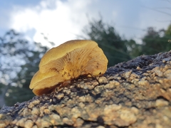 Gymnopilus allantopus