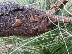 Gymnopilus allantopus