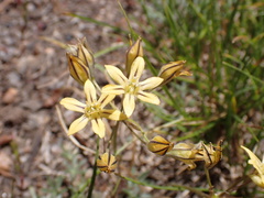 Triteleia ixioides