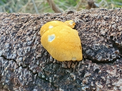 Gymnopilus allantopus