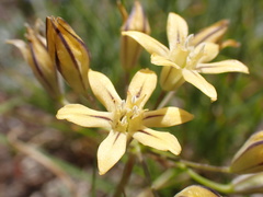 Triteleia ixioides