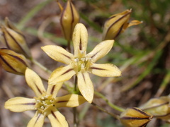Triteleia ixioides