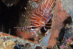 Pterois antennata