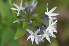 Amsonia repens