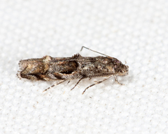 Mompha solomoni