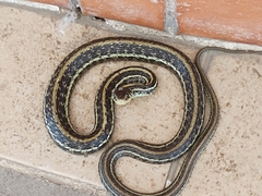 Thamnophis eques